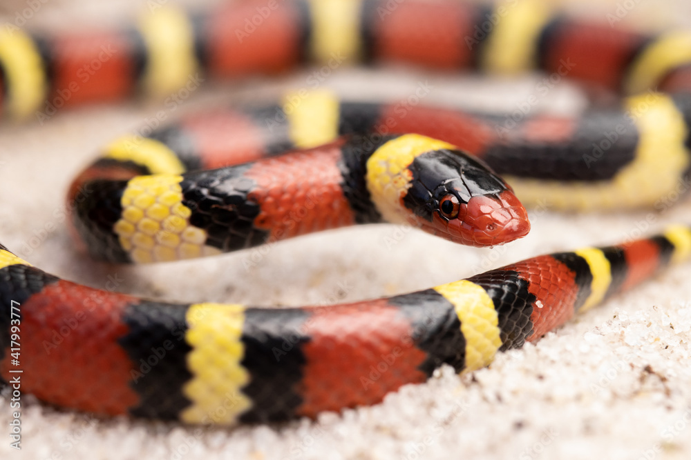 Fototapeta premium Scarlet Kingsnake on Sand Coral Snake Mimic
