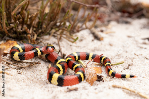 Scarlet Kingsnake on Sand Coral Snake Mimic