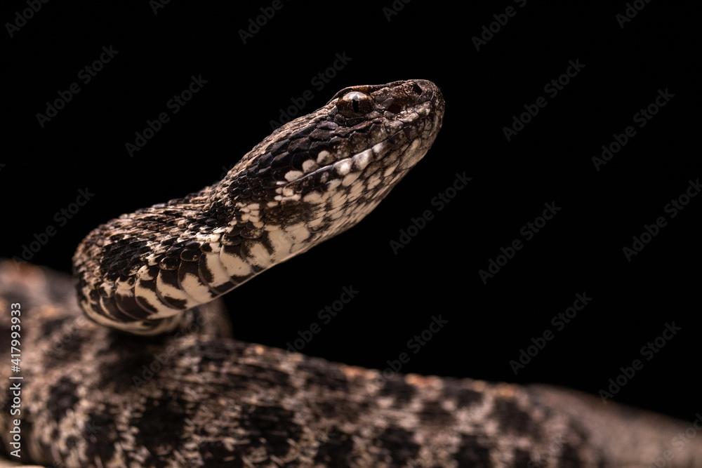 Dusky Pygmy Rattlesnake on Rock Close-up Dusky Pygmy Rattlesnake on Rock Close-up