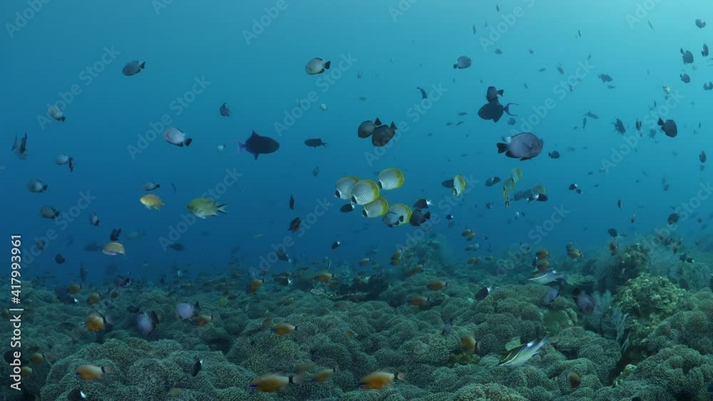 School of Philippine Butterflyfish or Panda Butterflyfish (Chaetodon adiergastos). Underwater world of Bali. 4k video. School of Philippine Butterflyfish or Panda Butterflyfish (Chaetodon adiergastos). Underwater world of Bali. 4k video.