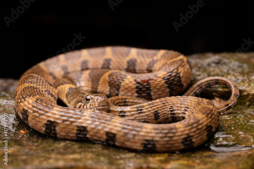 Northern Watersnake on Rock Coiled