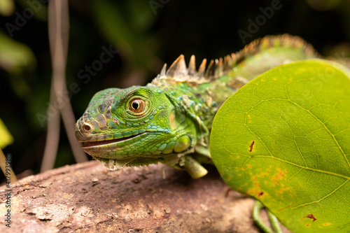 Green Iguana Climbing in Leaves