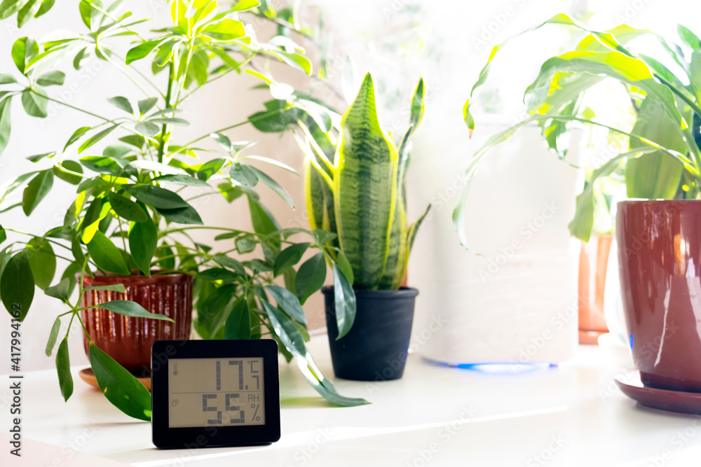Healthy home. Thermometer and hygrometer. Air humidity measurement. Optimum humidity at home. Thermometer in the interior, among houseplants - obrazy, fototapety, plakaty 