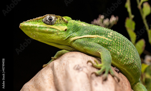 Cuban Knight Anole on Coconut