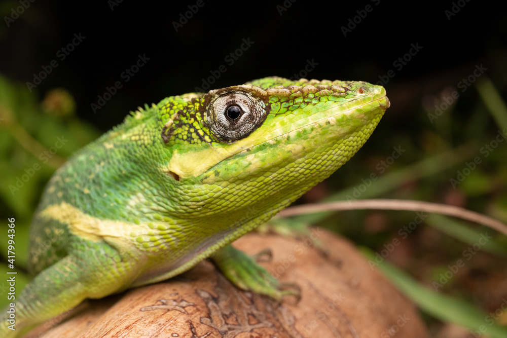 Cuban Knight Anole on Coconut