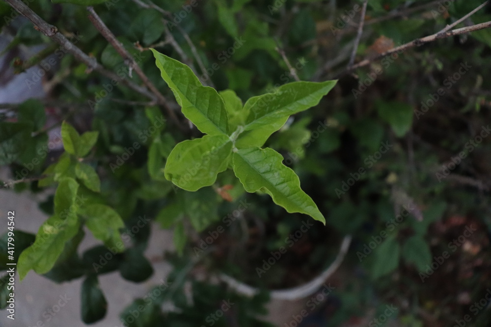 leaves in the wind leaves in the wind