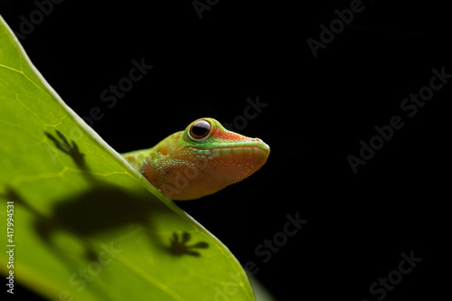 Gecko Silhouette through Green Leaf photo