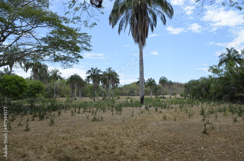 palm trees in the desert