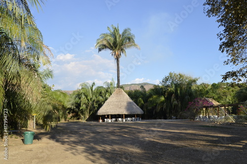 trees on the beach,Colombia landscapes, tourism.