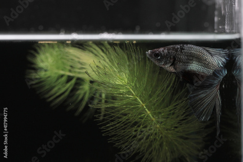 Betta fish swim near algae in the tank