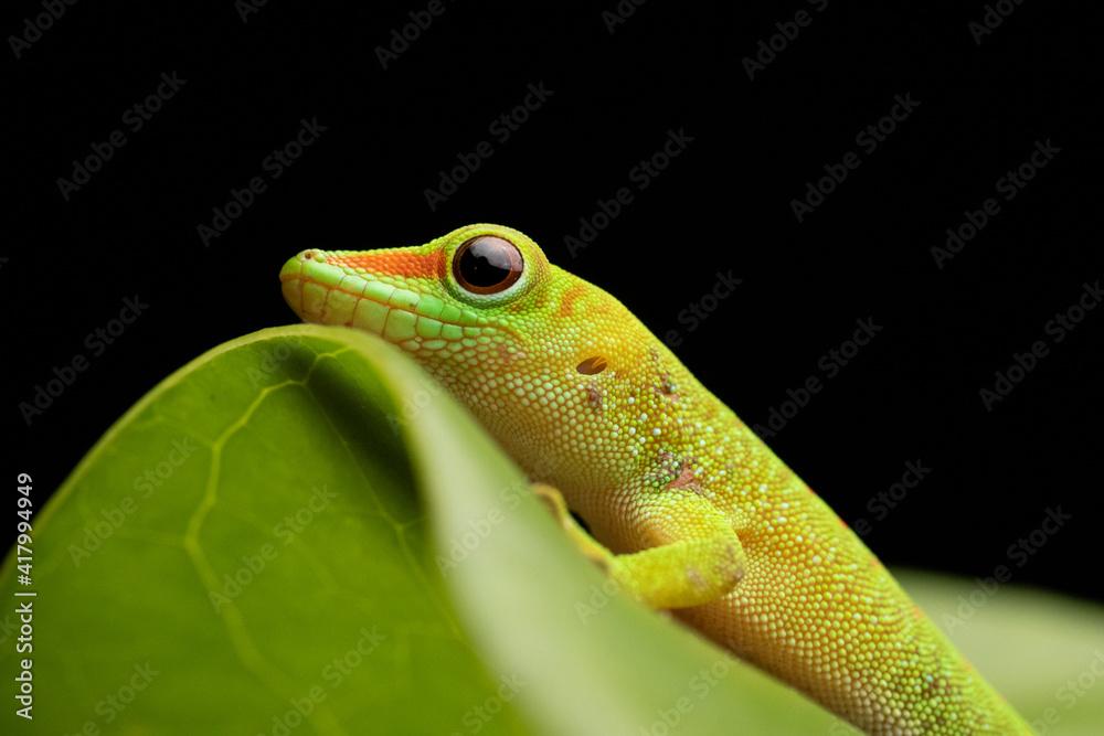 Obraz premium Green Day Gecko on Leaf