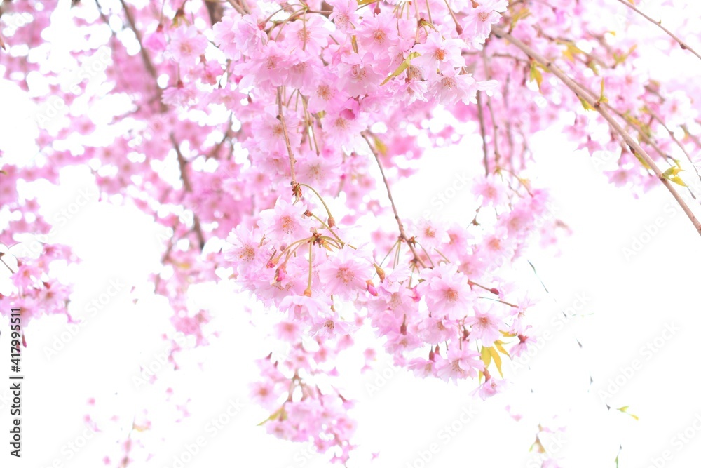 美しい桜の花、枝垂れ桜、日本の春の風景 美しい桜の花、枝垂れ桜、日本の春の風景