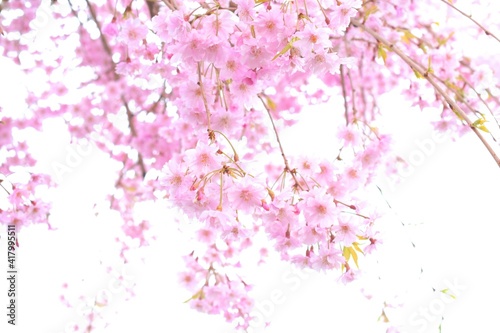 美しい桜の花、枝垂れ桜、日本の春の風景