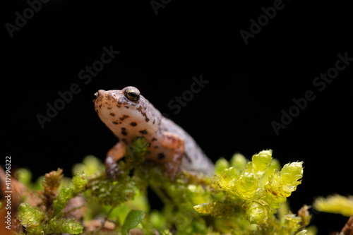 Four-toed Salamander on Moss Close-up photo