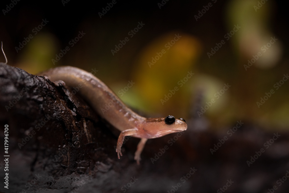Obraz premium Cute Dwarf Salamander on Log