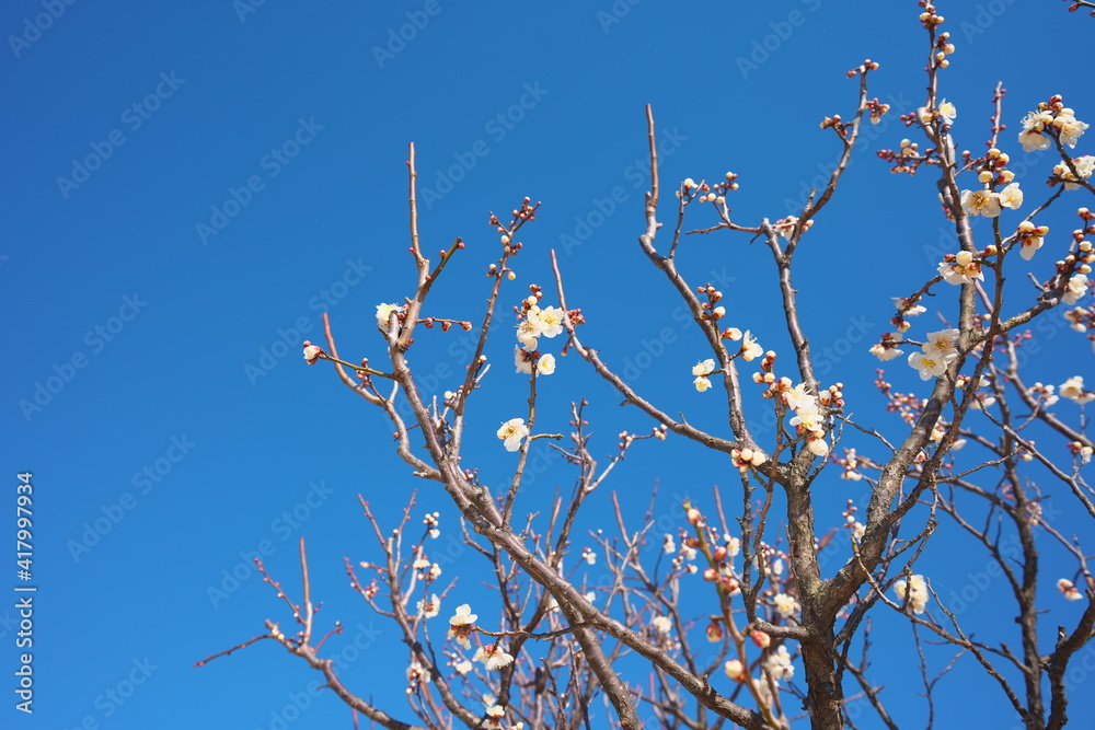 春の訪れを知らせる梅の開花 春の訪れを知らせる梅の開花