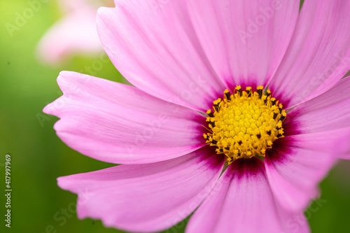 close up of pink flower