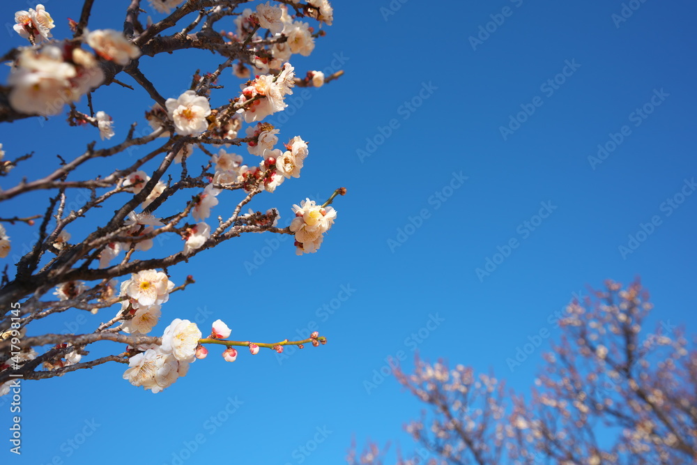 春の訪れを知らせる梅の開花