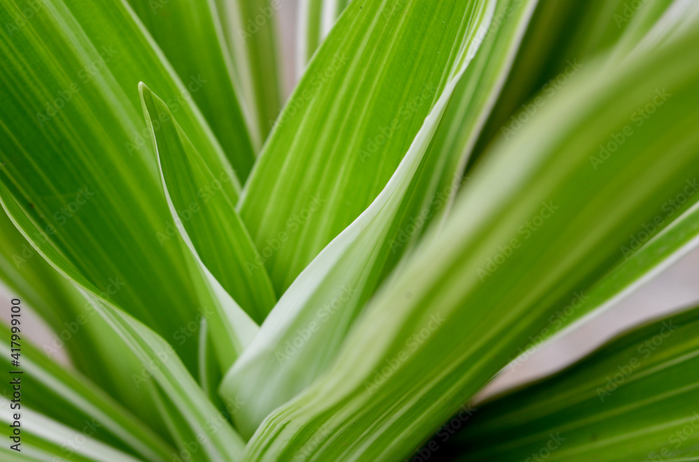 Leaves Dracaena fragrans. native throughout tropical Africa. aka striped dracaena, compact dracaena, lemon lime, and corn plant. close-up with selective focus and blurred background Leaves Dracaena fragrans. native throughout tropical Africa. aka striped dracaena, compact dracaena, lemon lime, and corn plant. close-up with selective focus and blurred background