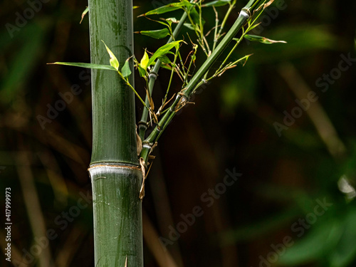 Bamboo Detail