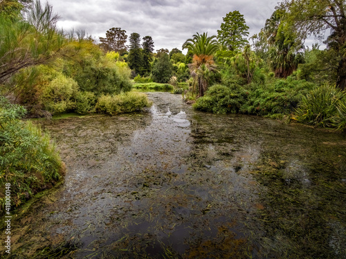 Weed Choked Lake