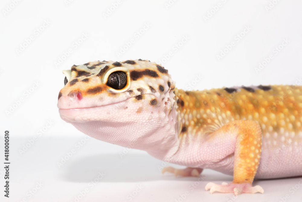 Naklejka premium ヒョウモントカゲモドキ