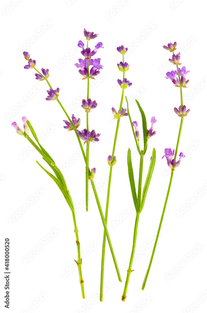 Fototapeta premium Lavender flowers bundle on a white background