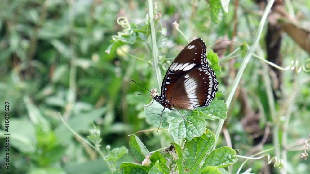 Beautiful brown Butterflies perch on green leaves. Natural background with leaves. side view shoot. Beautiful brown Butterflies perch on green leaves. Natural background with leaves. side view shoot.
