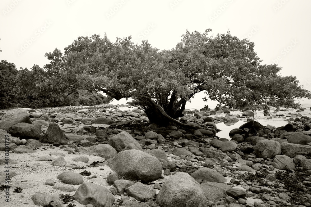 Obraz premium tree in the mountains