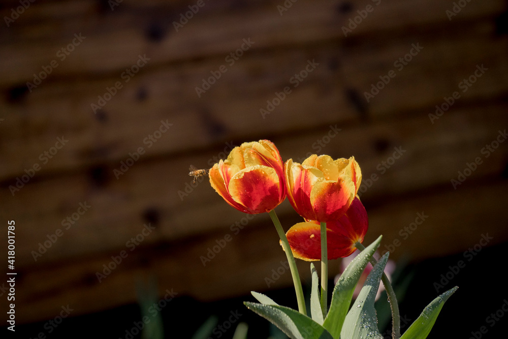 tulips