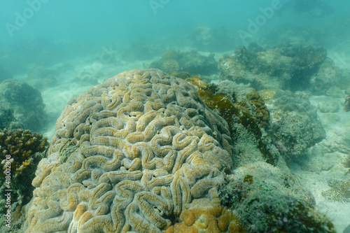 Closed up to Symphyllia coral or brain coral in the coral ref photo