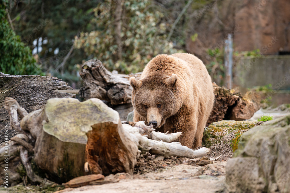 Brown bear (Ursus arctos) in captivity walking through its burrow Brown bear (Ursus arctos) in captivity walking through its burrow