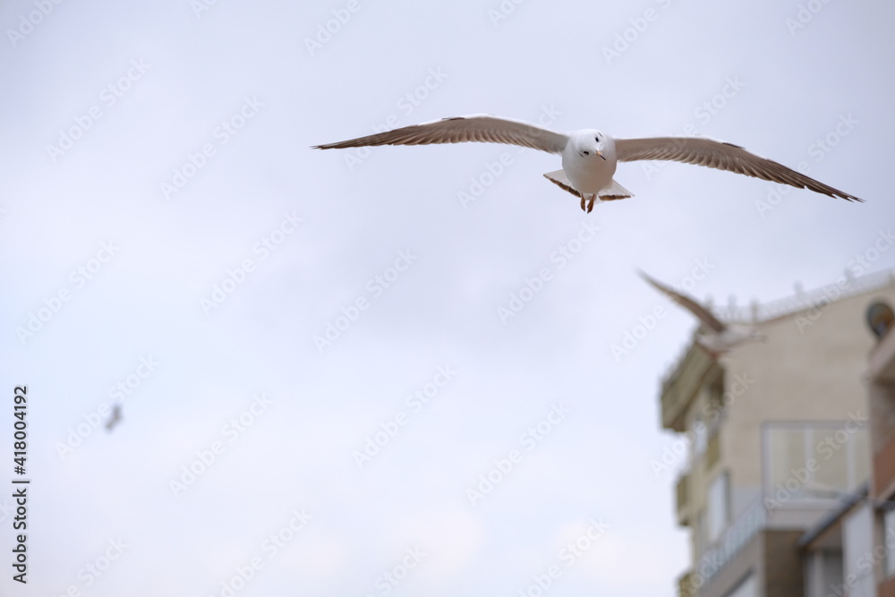 Single huge and big seagull birds flying free on sky during overcast weather. Single huge and big seagull birds flying free on sky during overcast weather.