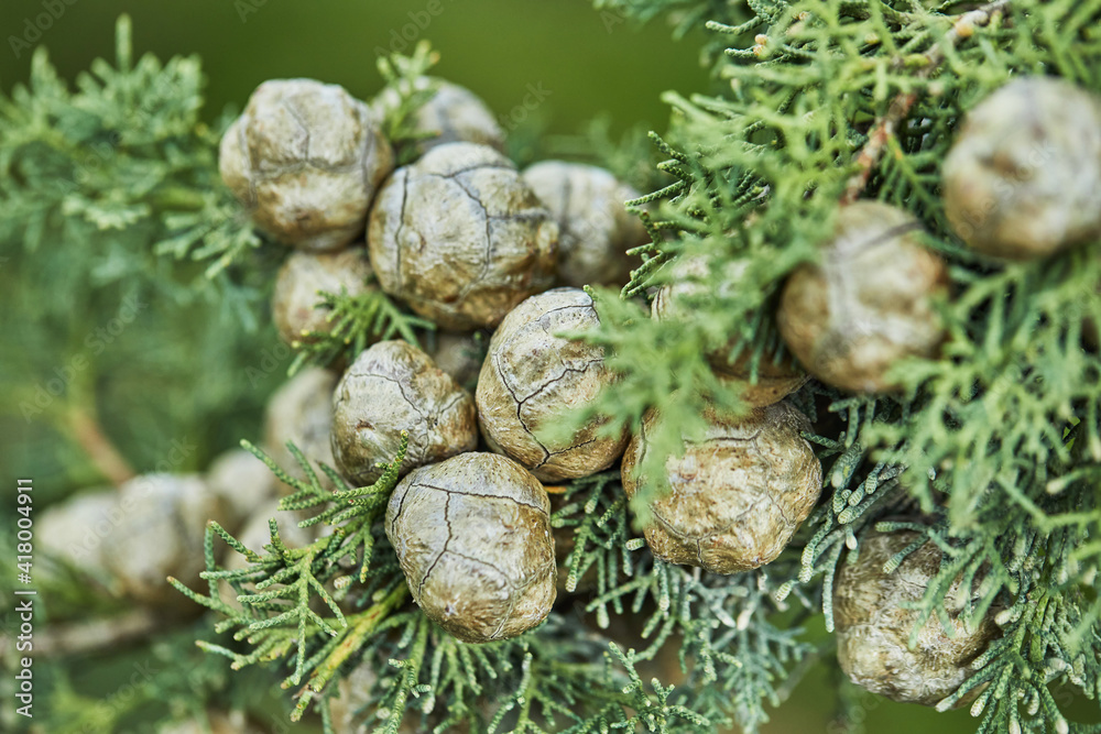Young blossoming cones on spruce in the forest in early spring, closeup Young blossoming cones on spruce in the forest in early spring, closeup