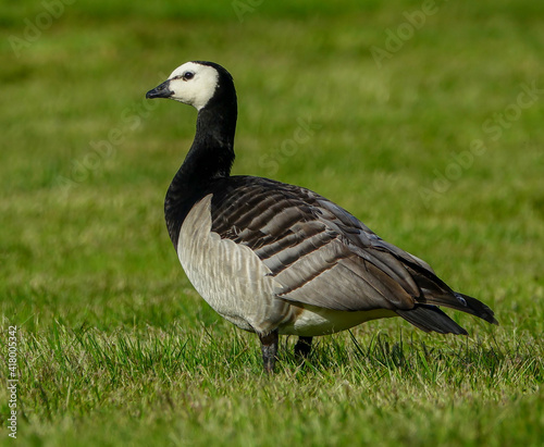 Barnacle goose