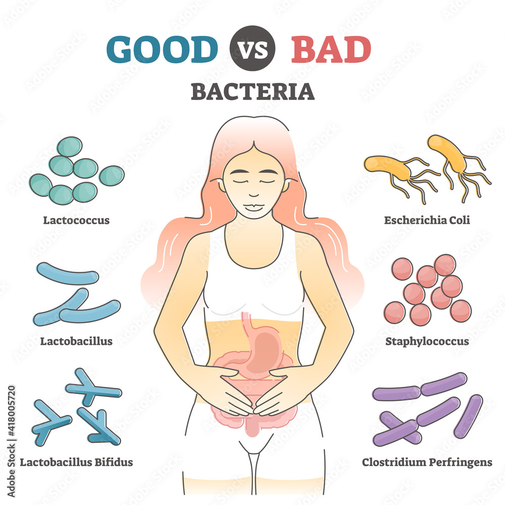 Good Vs Bad Bacteria As Gut Flora Examples In Educational Outline 