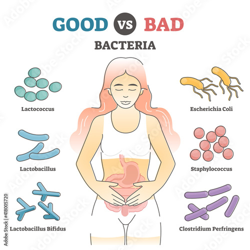 Good vs bad bacteria as gut flora examples in educational outline diagram