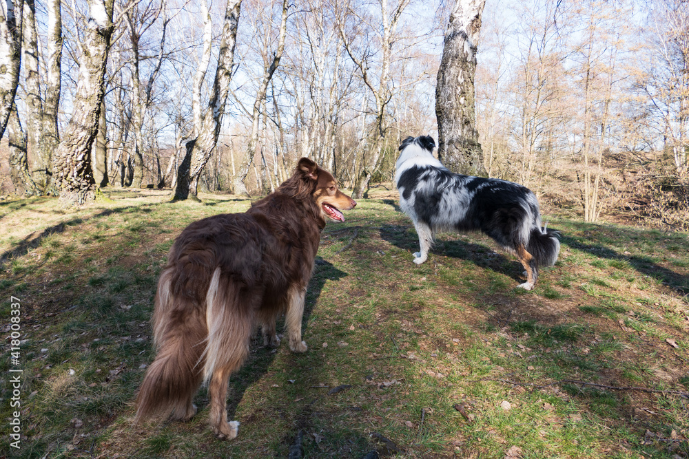 Zwei Australian Sheperds auf einem Hügel Zwei Australian Sheperds auf einem Hügel