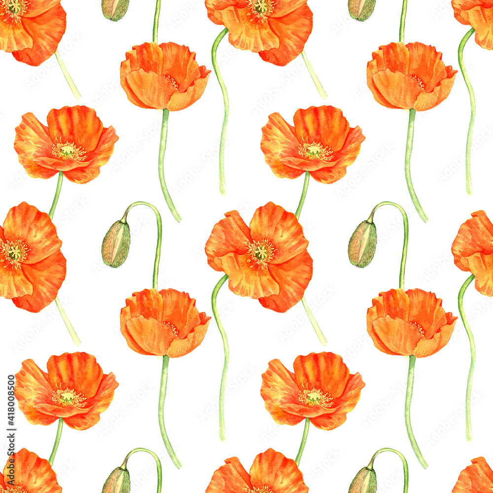 Obraz premium watercolor drawing red poppy flower