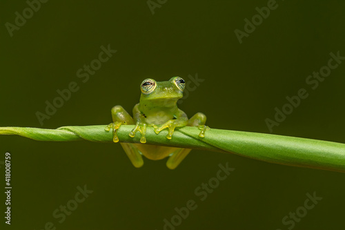 Reticulated Glass Frog - Hyalinobatrachium valerioi, beautiful small green and yellow frog from Central America forests, Costa Rica. photo