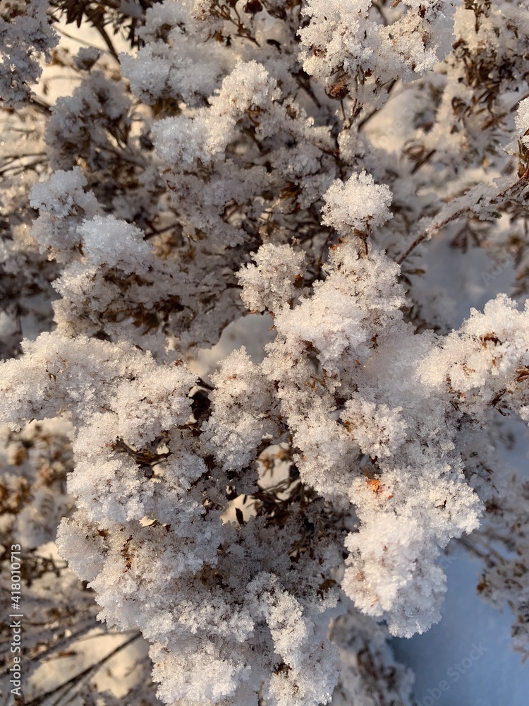 Frozen flower in winter