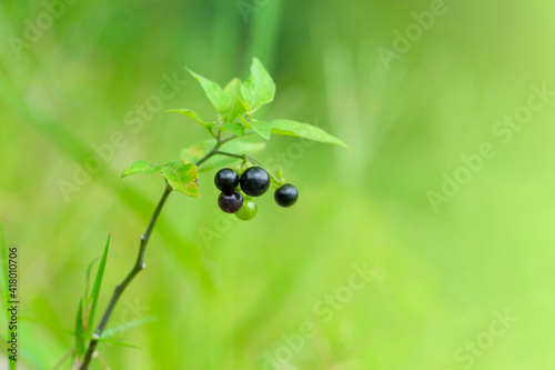 Foto Black nightshade fruit on green background, selective focus
