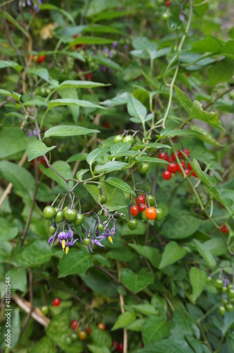 Foto Wild Solanum nigrum berries and flowers in natural background