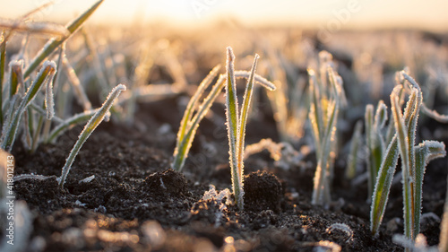 Картината върху платно Frosty frost in spring in the fields with winter wheat