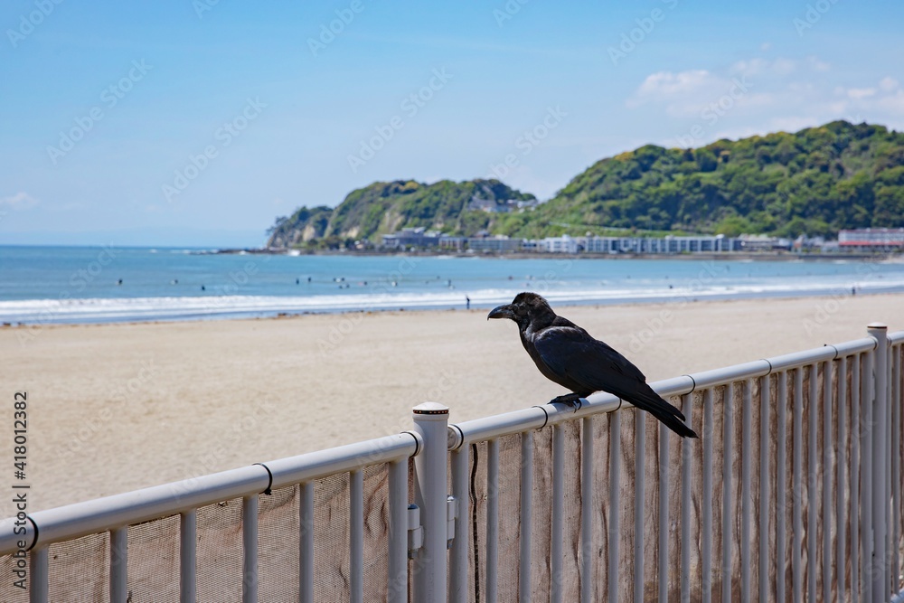 Fototapeta premium Black crow with the coast of the Sea