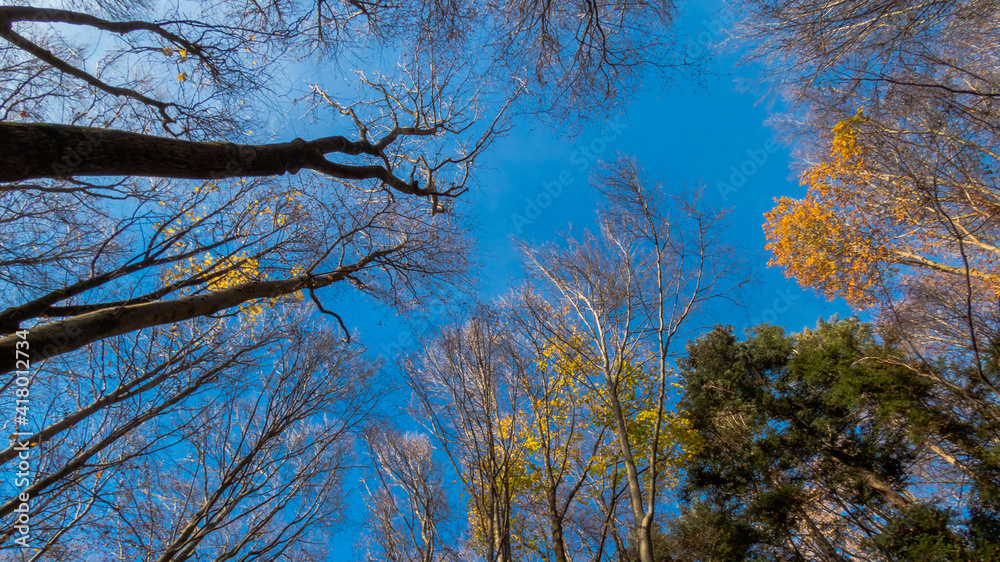Baumkronen Richtung Himmel mit Herbstlaub Baumkronen Richtung Himmel mit Herbstlaub