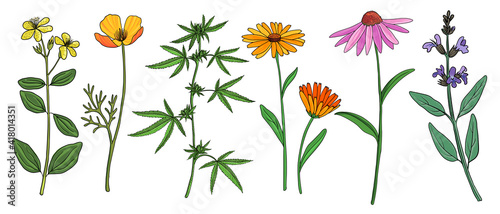 vector drawing medicinal plants