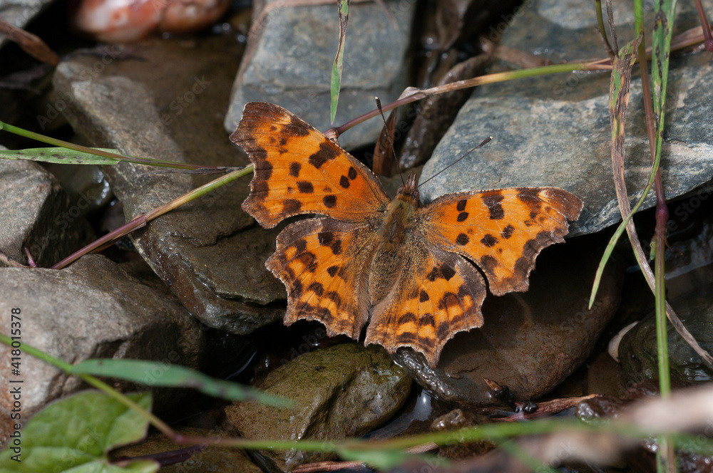 Obraz premium C-Falter