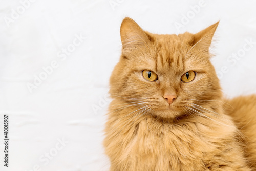 ginger cat muzzle close-up on white background copy space. red fluffy cat with yellow eyes