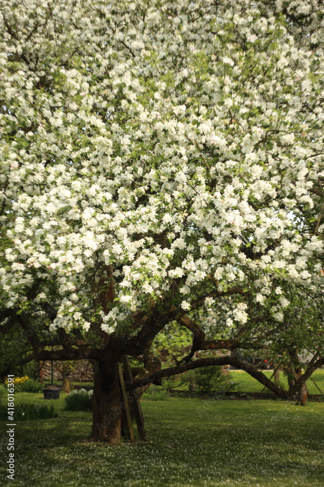 white blossom of apple trees in springtime